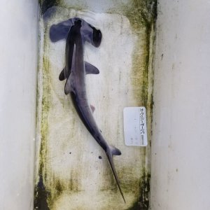 画像: 《外洋性海水魚》【冷凍】☆★☆シロシュモクザメ（60センチ前後)‥近海採取