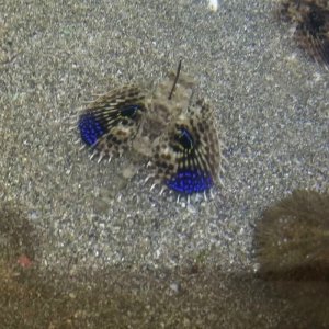 画像: 《近海産海水魚》☆★セミホウボウ 幼魚(フリー個体)1匹…飼育しやすいサイズでおすすめ！