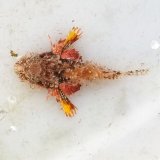 画像: 《近海産海水魚》【珍】ヤセオコゼ（画像の個体です）…ハンドコート採取