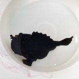 画像: 《近海産海水魚》カエルアンコウ（ブラック系）…ハンドコート採取