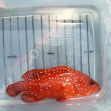 画像: 《近海産海水魚》【美】ユカタハタ　Sサイズ【熊野灘産】…当店ハンドコート採取