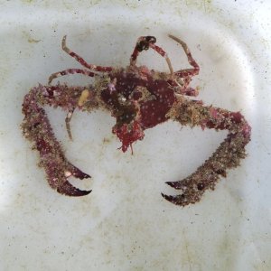 画像: 《近海産甲殻類》ツノダシヒシガニ（画像の個体です）