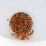 画像: 《近海産甲殻類》イシダタミヤドカリ・・・画像の宿殻です