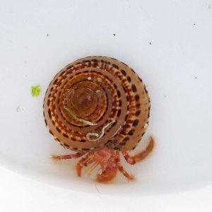 画像: 《近海産甲殻類》イシダタミヤドカリ・・・画像の宿殻です