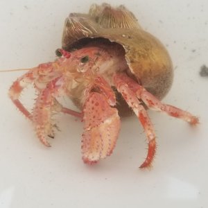 画像: 《近海産甲殻類》イボアシヤドカリ（画像の個体です）…ハンドコート採取