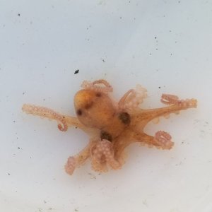 画像: 《近海産甲殻類》テナガダコの仲間のベビー（画像の個体です）…ハンドコート採取