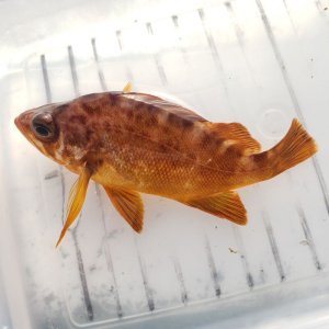 画像: 《近海産海水魚》メバルS（1匹）…ハンドコート採取