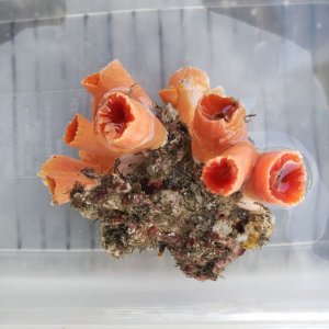 画像: 《近海産海洋生物類》オオエダキサンゴ