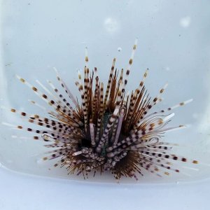 画像: 《近海産海洋生物》トックリガンガゼモドキ…ハンドコート採取