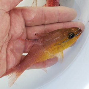 画像: 《近海産海水魚》アオハナテンジクダイ…ハンドコート採取