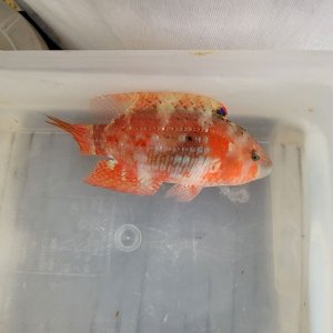 画像: 《近海産海水魚》タコベラ（美色）…ハンドコート採取