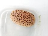 画像: 《近海産甲殻類》【レア模様】マルソデカラッパ（ドットカラー）