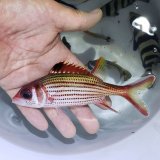 海水魚 海洋生物 アクアマリンズ 販売 通販 卸 小売