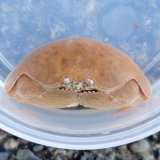 画像: 《近海産甲殻類》マルソデカラッパ（Lサイズのフリー個体）