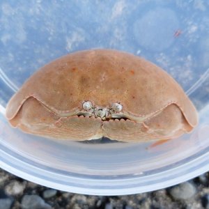 画像: 《近海産甲殻類》マルソデカラッパ（Lサイズのフリー個体）