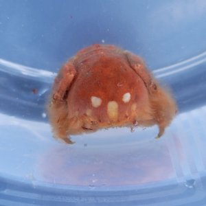 画像: 《近海産甲殻類》カイカムリ（画像の個体です）…ハンドコート採取
