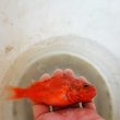 画像1: 《外洋性海水魚》【冷凍個体】☆★シロカサゴ（15センチ±）‥【激レア捕獲】