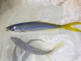 画像: 《近海産海水魚》【レア入荷】☆★☆ツムブリ　Sサイズ…近海ハンドコート採取