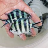 画像: 《近海産海水魚》ロクセンスズメダイ（S）1匹…当店ハンドコート採取