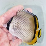 画像: 《近海産海水魚》フウライチョウチョウウオ 背鰭奇形…当店ハンドコート採取（熊野灘産）