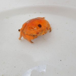画像: 《近海産甲殻類》カイカムリ（画像の個体です）…ハンドコート採取