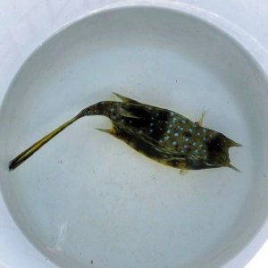 画像: 《近海産海水魚》コンゴウフグ(Lサイズ)‥近海ハンドコート採取