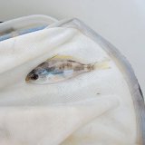 画像: 《近海産海水魚》ヨスジフエダイ幼魚(画像の個体です)…ハンドコート採取