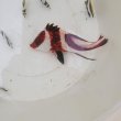 画像6: 《近海産海水魚》【レア】センネンダイ(幼魚模様)…ハンドコート採取