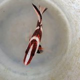 画像: 《近海産海水魚》【レア】センネンダイ(幼魚模様)…ハンドコート採取