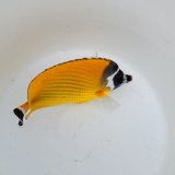 画像: 《近海産海水魚》ツキチョウチョウウオ（2Lサイズ）1匹・・近海ハンドコート採取