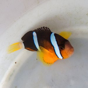 画像: 《近海産海水魚》【熊野灘産】クマノミ(希少三重県産)…ハンドコート採取