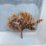 画像: 《近海産海水魚》カエルアンコウ(縞柄)