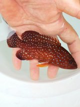 画像: 《近海産海水魚》【激美】ユカタハタ S【熊野灘産】…当店ハンドコート採取