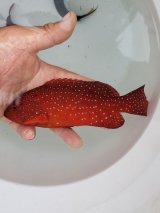 画像: 《近海産海水魚》ユカタハタ SMサイズ　2匹セット【熊野灘産】…当店ハンドコート採取