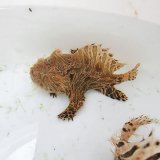 画像: 《近海産海水魚》カエルアンコウ(縞柄)