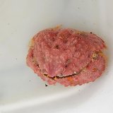 画像: 《近海産甲殻類》コブカラッパ(甲幅5センチ±)…ハンドコート採取
