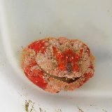 画像: 《近海産甲殻類》コブカラッパ(甲幅4センチ±)…ハンドコート採取