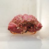 画像: 《近海産甲殻類》コブカラッパ(甲幅4センチ±)…ハンドコート採取