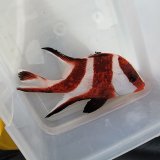 海水魚 海洋生物 アクアマリンズ 販売 通販 卸 小売