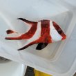 画像2: 《近海産海水魚》【レア】☆☆熊野灘産センネンダイ(幼魚模様)☆餌を食べています！…ハンドコート採取