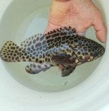 画像: 《近海産海水魚》【激美模様】☆★☆熊野灘産モヨウハタ☆★☆…ハンドコート採取