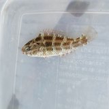 画像: 《近海産海水魚》〖珍サイズ〗ヒブダイ幼魚…ハンドコート採取