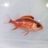 画像: 《近海産海水魚》ニジエビス　幼魚…当店ハンドコート採取