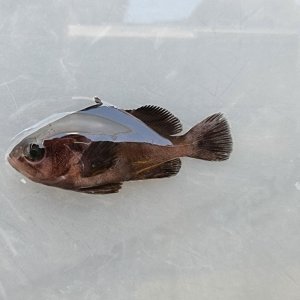 画像: 《近海産官水魚》トビハタ　幼魚（激レアサイズ）・・・当店ハンドコート採取