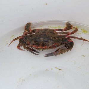 画像: 《近海産甲殻類》ベニツケガニ…ハンドコート採取