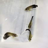 画像: 《近海産海水魚》【レアサイズ】ナメラヤッコ幼魚（1匹）紀伊半島産・・当店ハンドコート採取