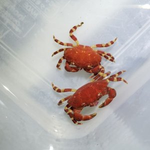 画像: 《近海産甲殻類》【珍】ヒメベニオウギガニ　M…当店ハンドコート採取