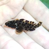 画像: 《近海産海水魚》【珍】モヨウハタ　幼魚…当店ハンドコート採取