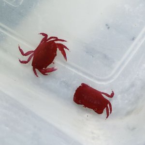 画像: 《近海産甲殻類》ベニオウギガニのベビー（1匹）…ハンドコート採取