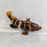 画像: 《近海産海水魚》アオハタ幼魚…ハンドコート採取